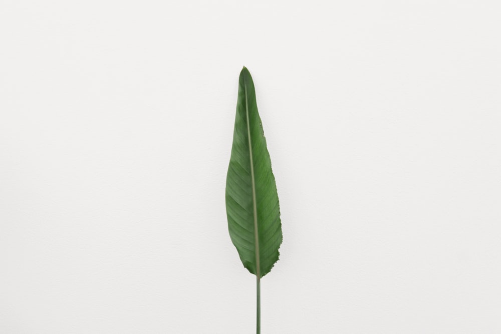 녹색 선형 잎