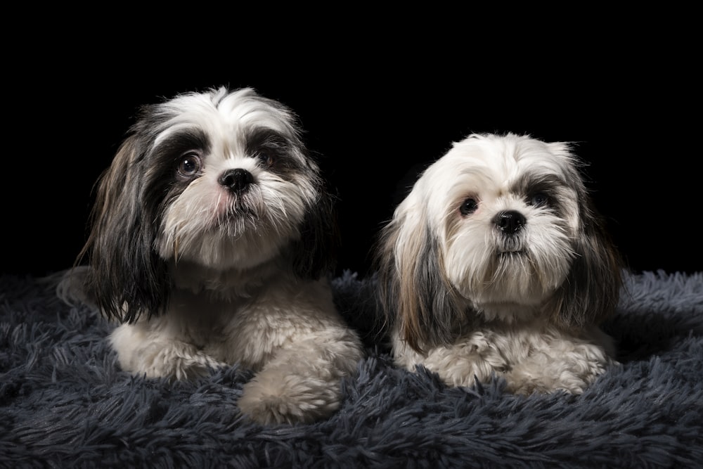 two sitting long-coated black-and-white dogs