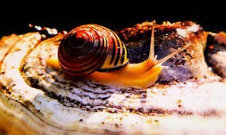 A vibrant, colorful snail with pixel art style, showcasing its unique memeable traits.