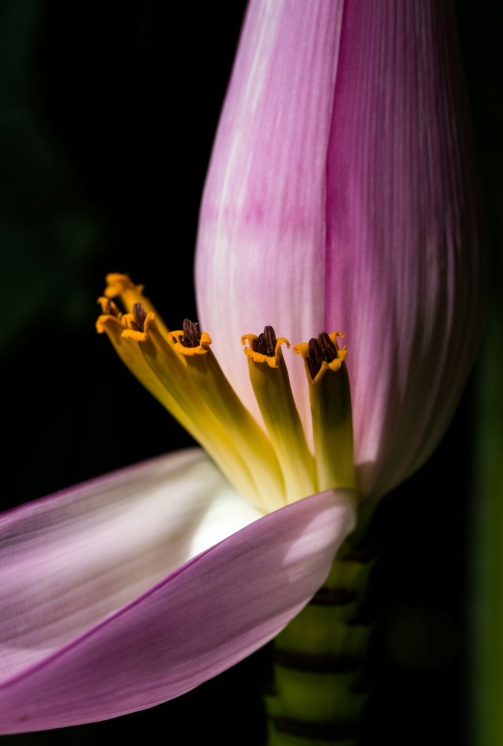 flor de plátano púrpura