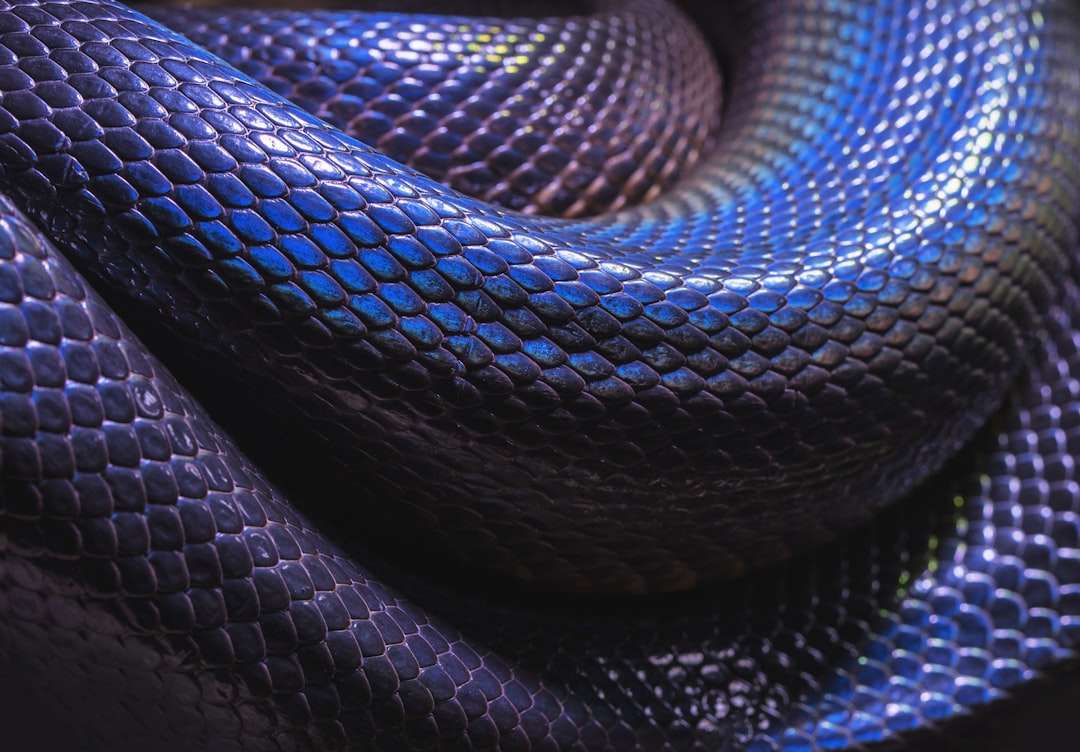 black snake closeup photo, A photo of the blue iridescent coils of an Australian Water Python.