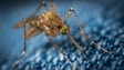 Mosquito Control Auburn Ga