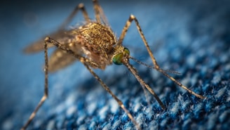brown mosquito