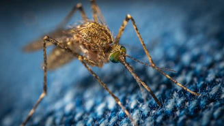 brown mosquito