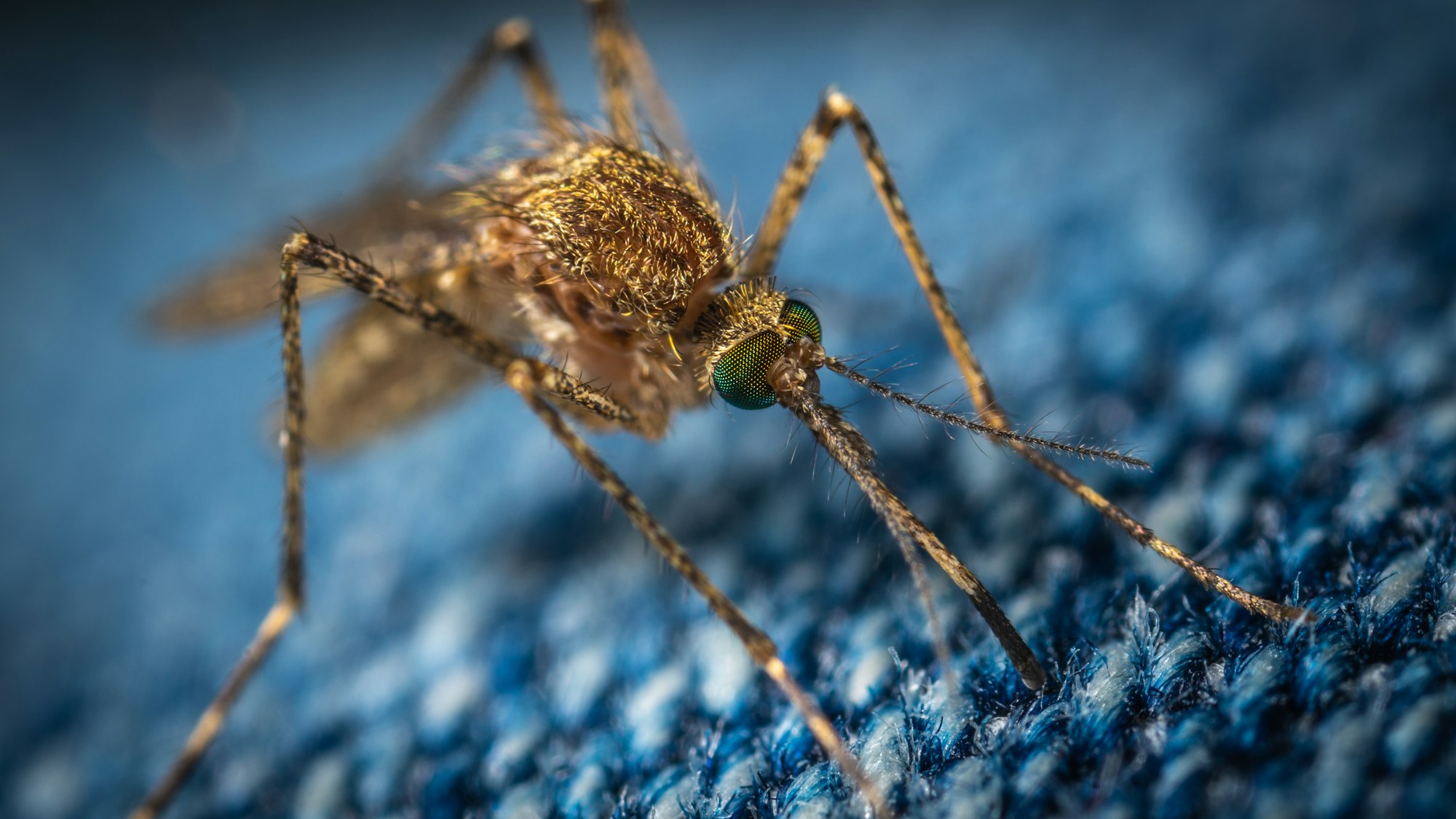 Mosquitoes and malaria infection