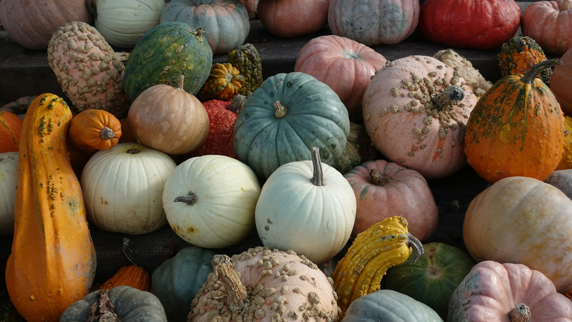 Pumpkins, gourds on display at a local market.