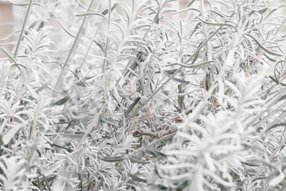 grayscale photography of leaf