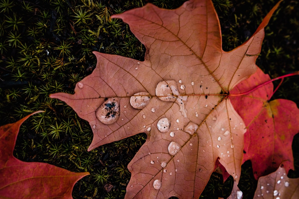 maple leaf filled with water droplets