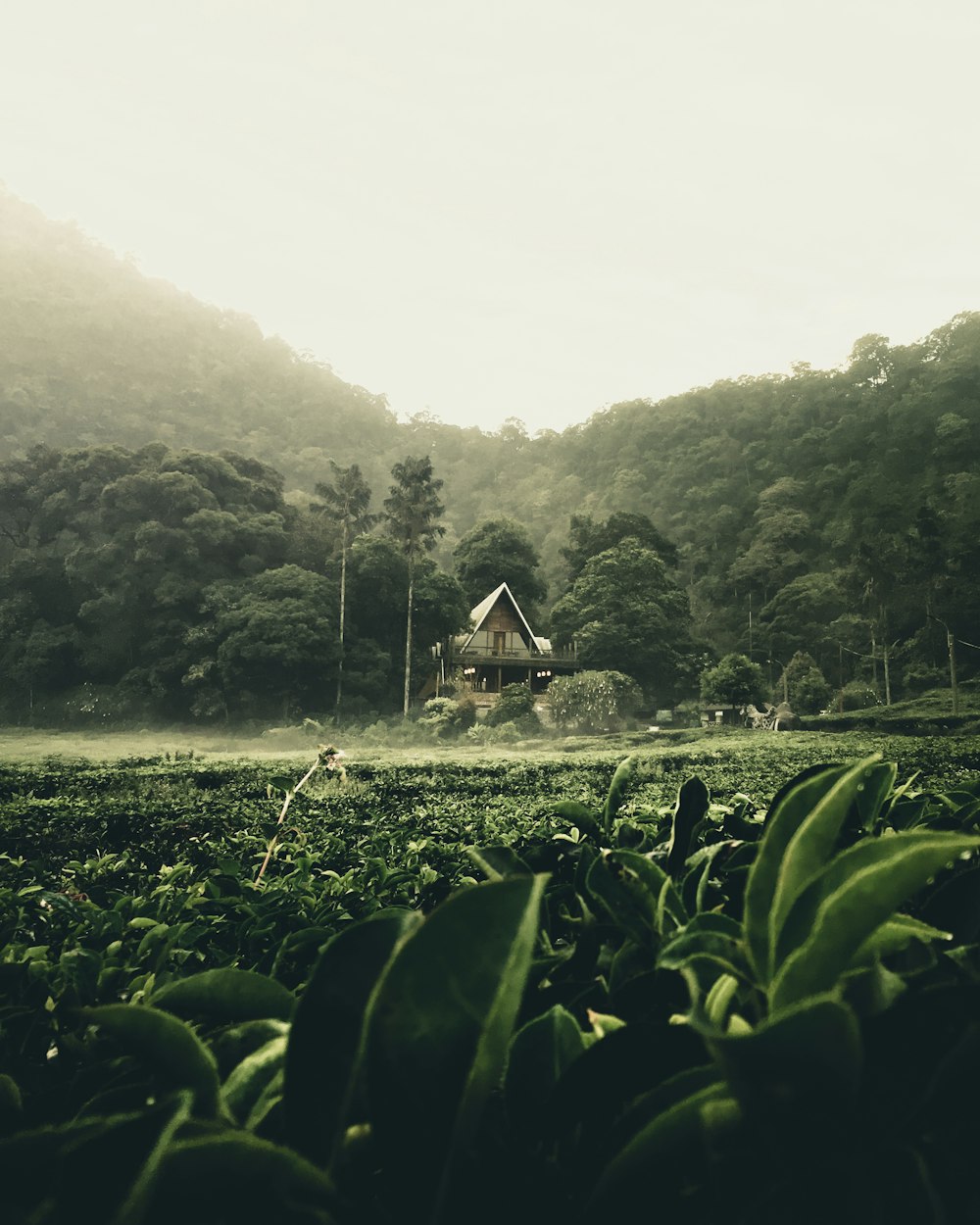 house in the middle of forest