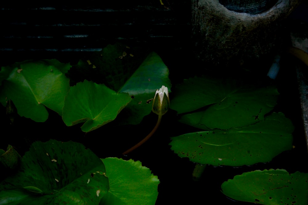 water lily pod on body of water