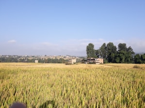 Golden potato fields stretching under a clear blue sky during harvest season.
