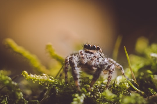 closeup photography of brown jumping spider in Morvan Natural Regional Park France