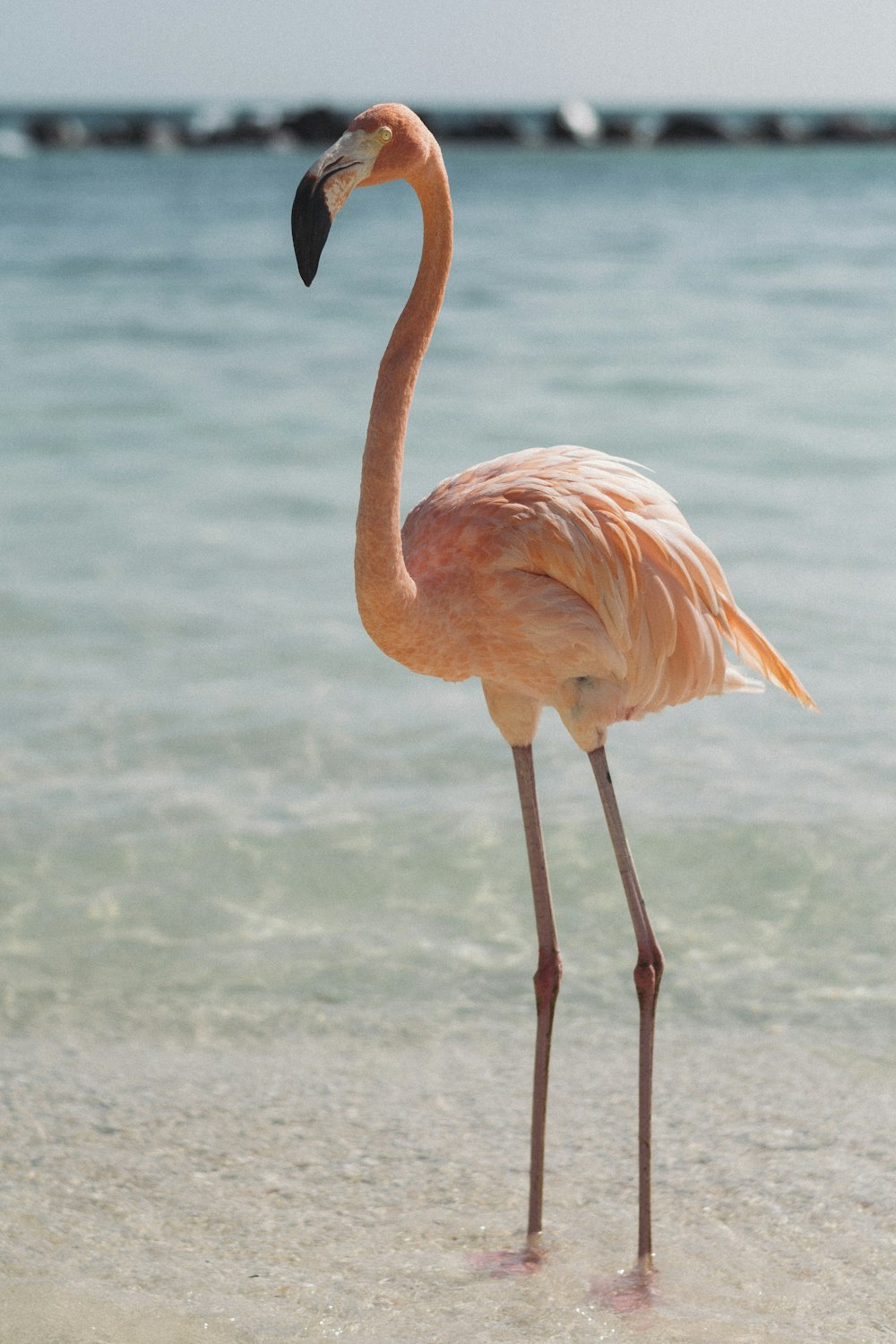 flamingo rosa ao lado do corpo de água