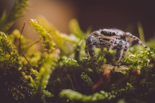 jumping spider standing on fern in Morvan Natural Regional Park France