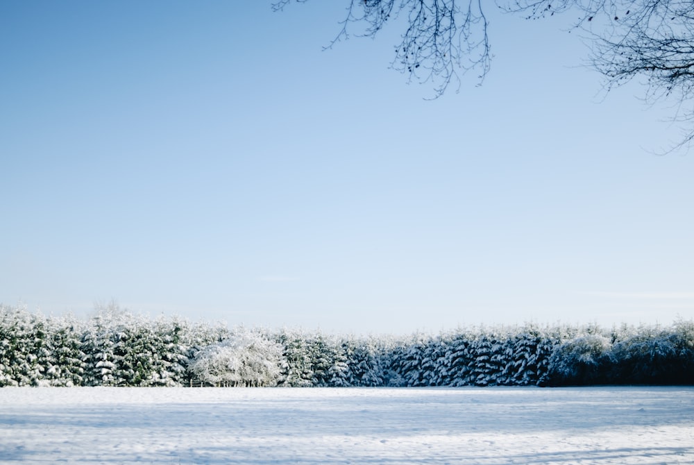 green-leafed plants covered with snow