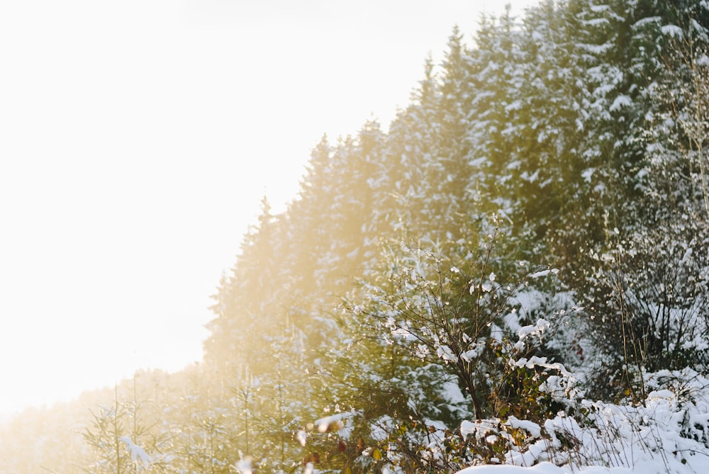 forest trees photograph