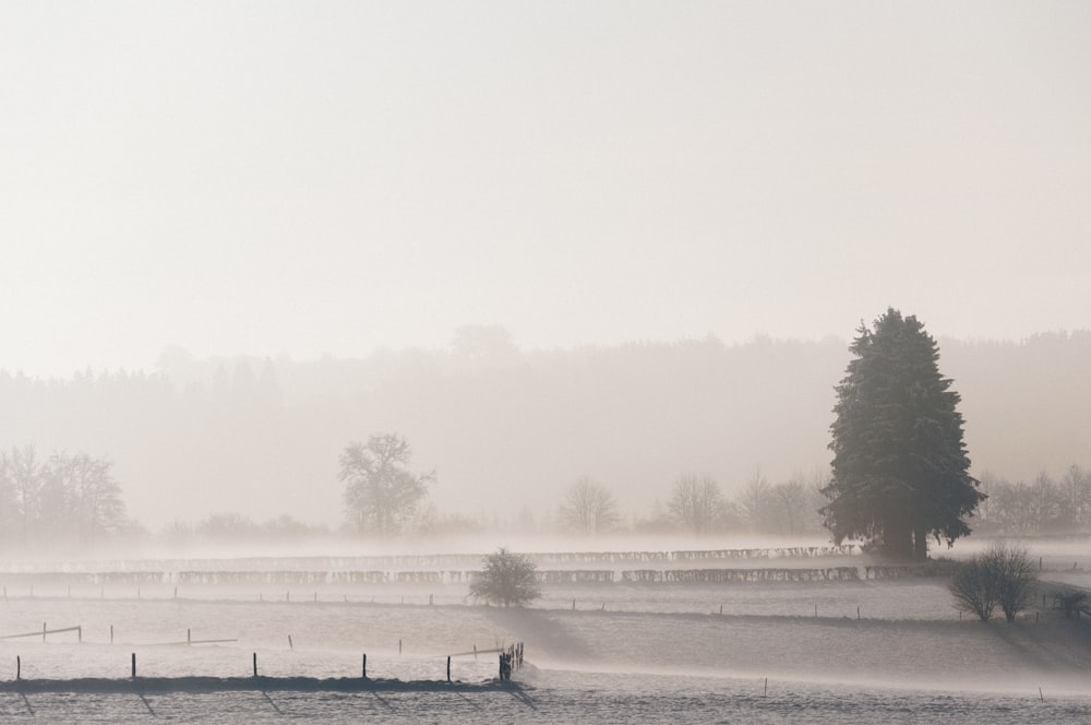 pine trees covered by fogs