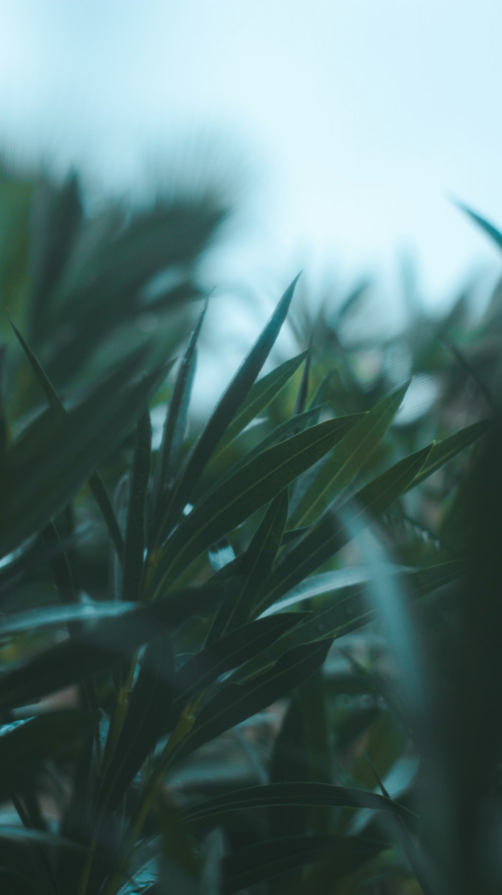 selective focus photo of green plant