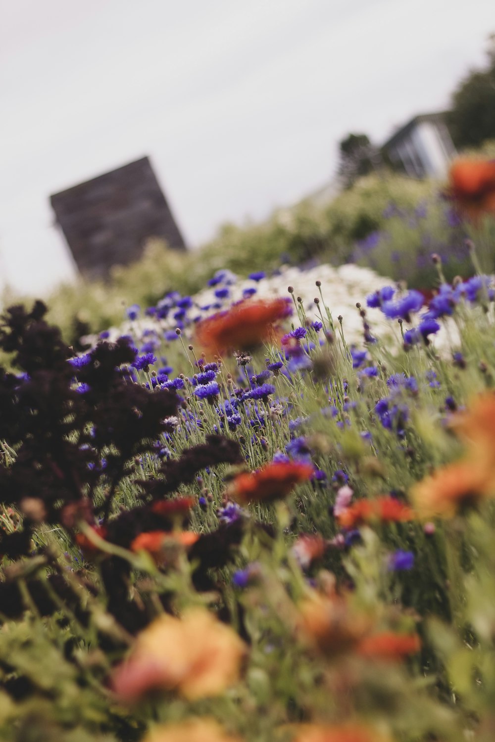 red and yellow petaled flowers field