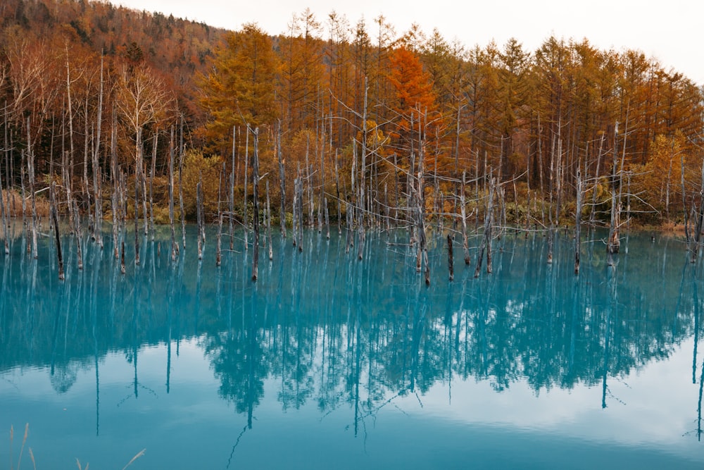 green-leafed tree surrounded by water