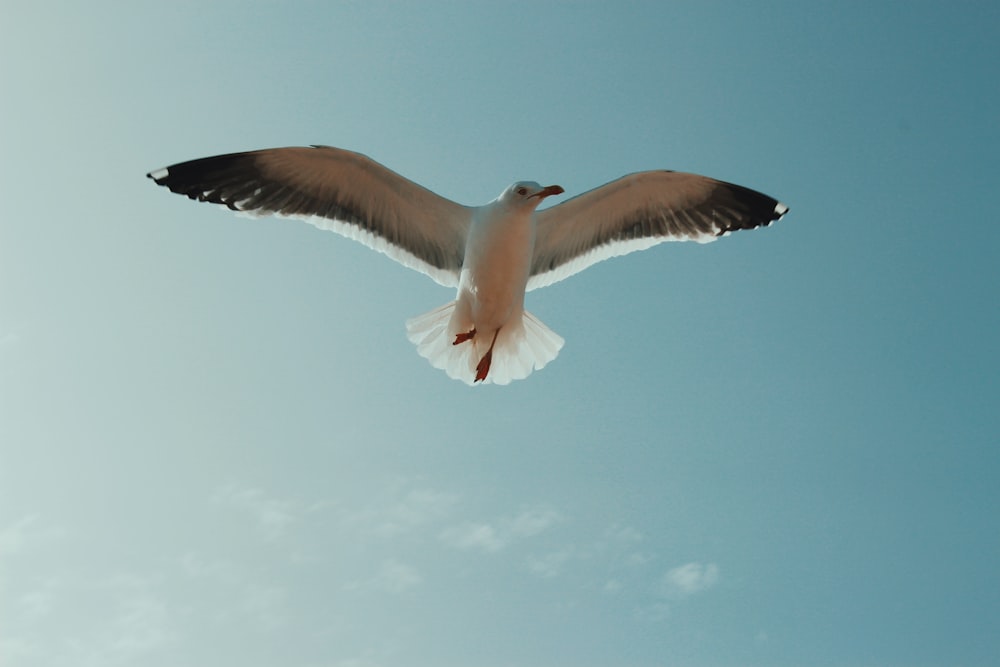 white and black bird under blue sky