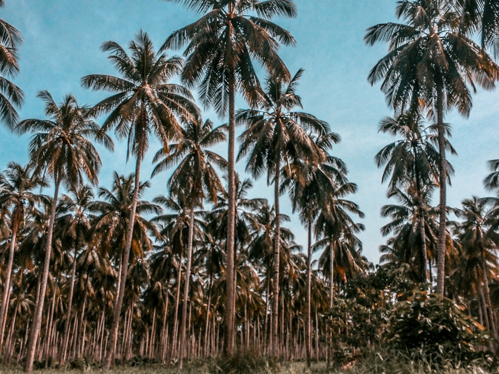 green coconut trees