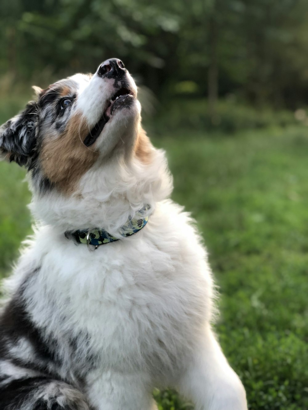 short-coated white and black dog sitting on grass