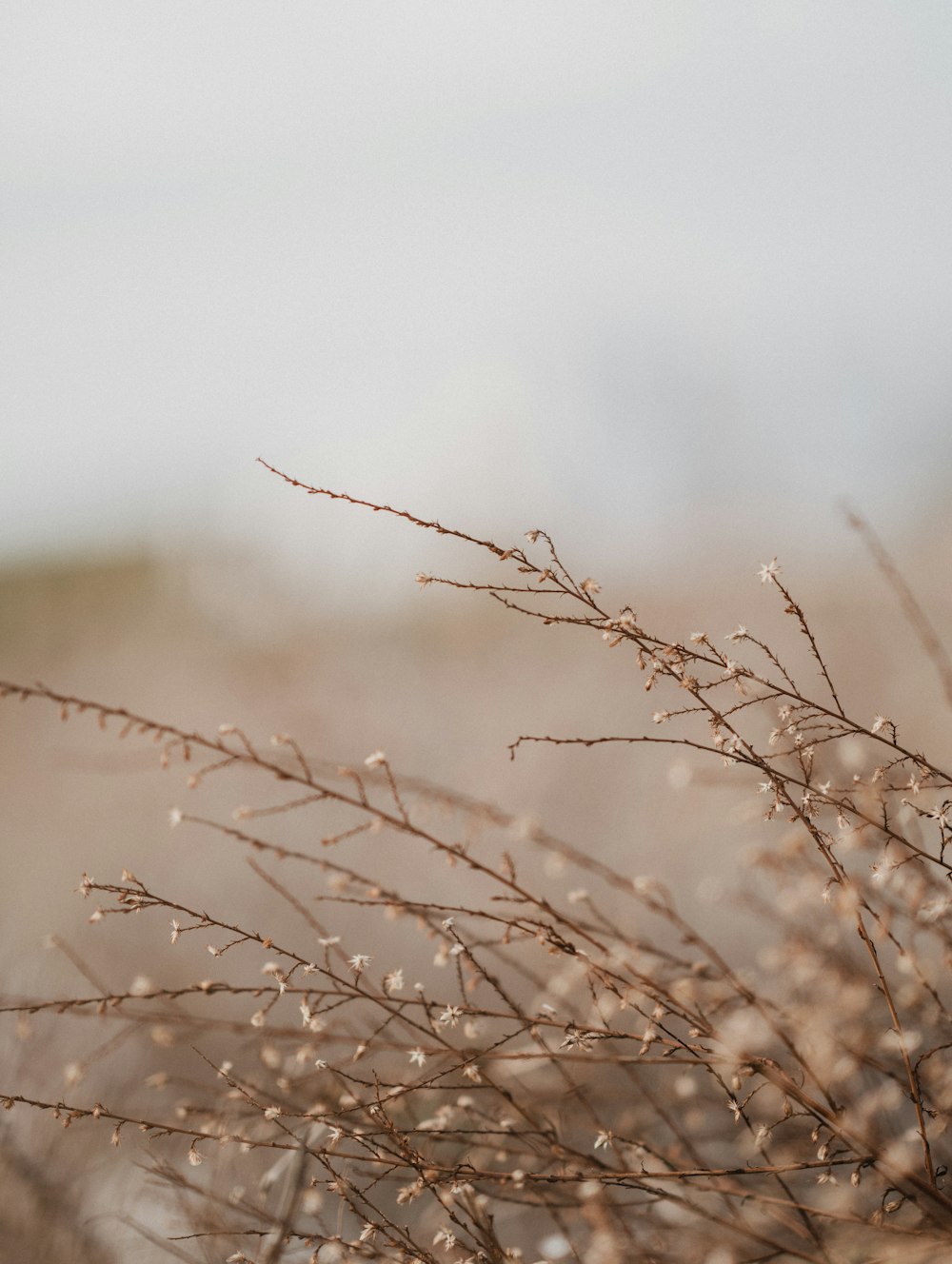 selective focus photography of flowers