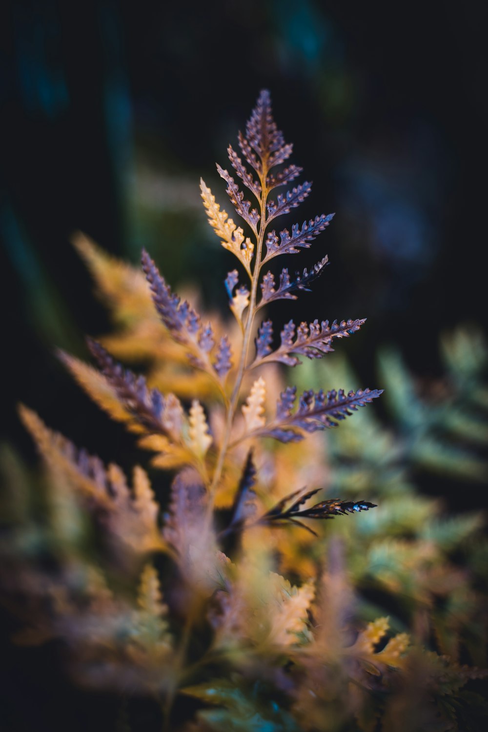 selective focus photo of purple petaled flowers