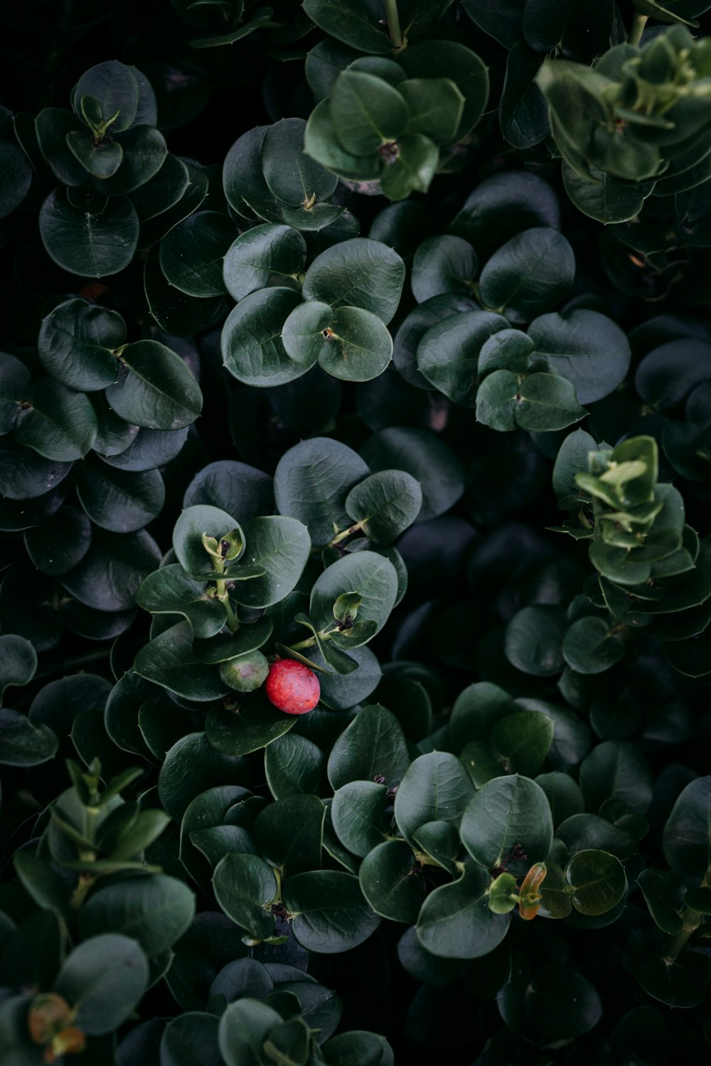 green plant leaves