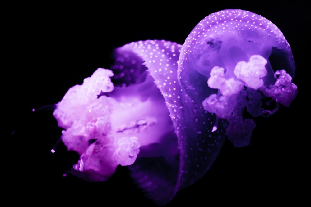 purple jellyfish