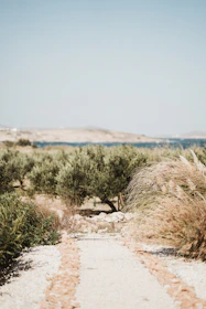 A rustic stone path winding beside a sparkling mountain stream in southern Spain.