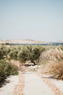 A rustic stone path winding beside a sparkling mountain stream in southern Spain.