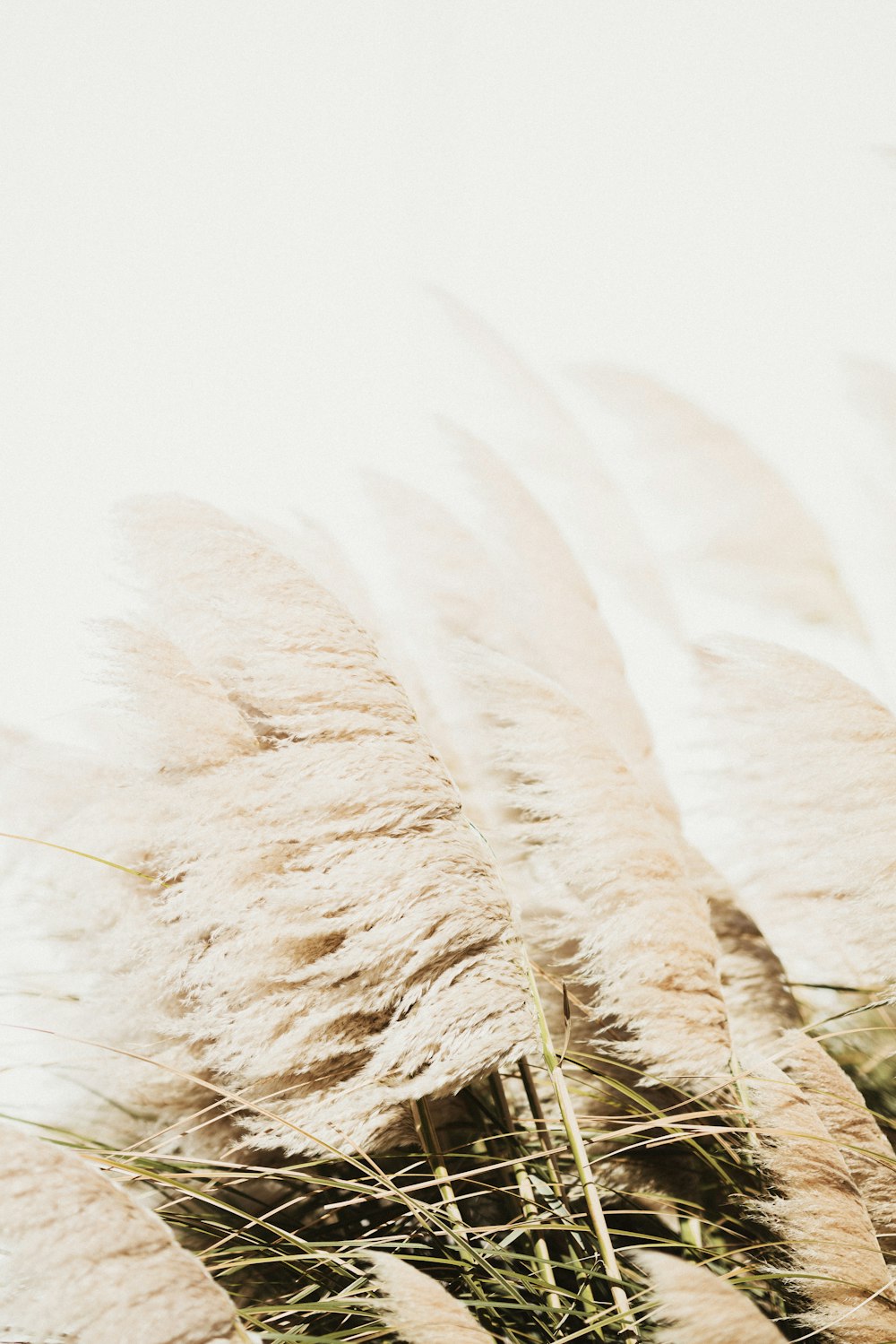 바람에 날리는 하얀 깃털 다발