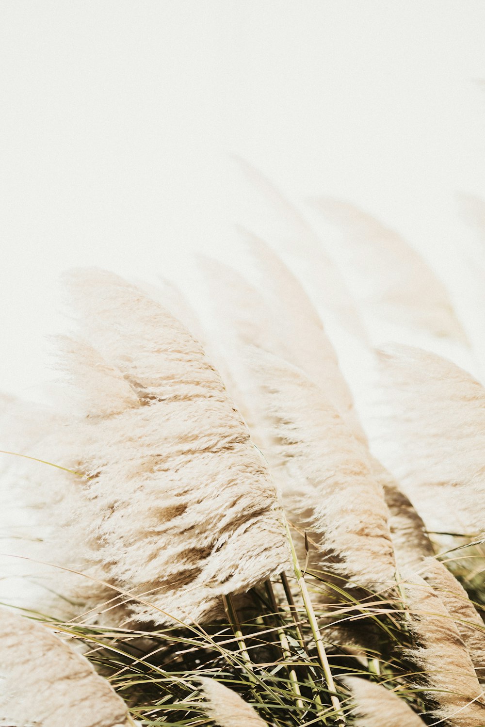 Un montón de plumas blancas soplando en el viento