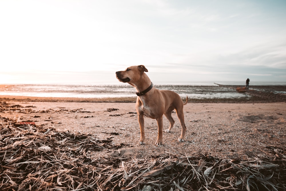 Cão marrom de pelo curto perto da praia