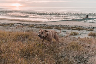 A happy dog wearing a sleek GPS collar, running freely in a sunny park.