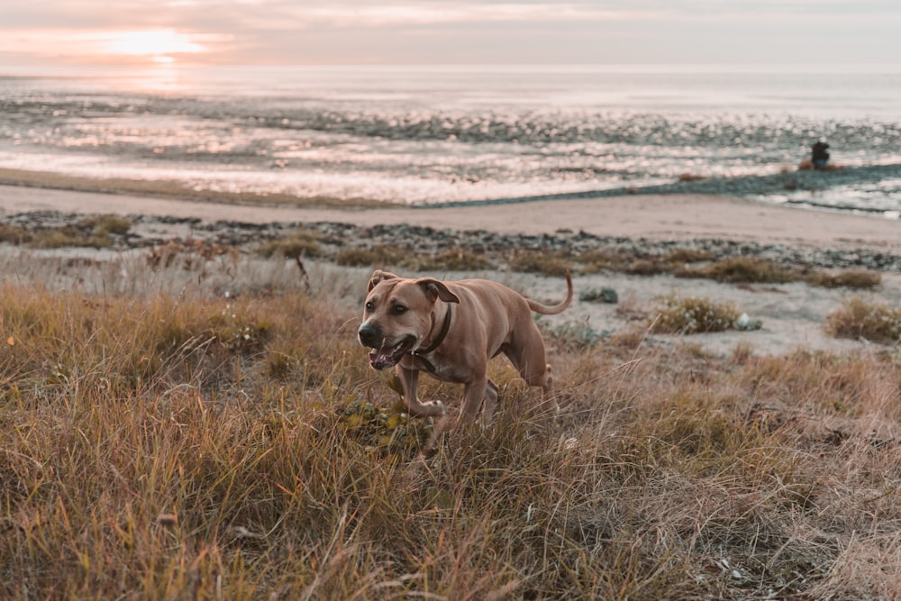 dog running near beach shore