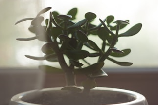 A close-up of a jade plant with thick, oval-shaped green leaves. The plant is in a white pot, set against a softly lit background, creating a serene and natural atmosphere.