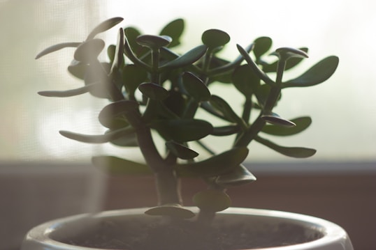 A close-up of a jade plant with thick, oval-shaped green leaves. The plant is in a white pot, set against a softly lit background, creating a serene and natural atmosphere.