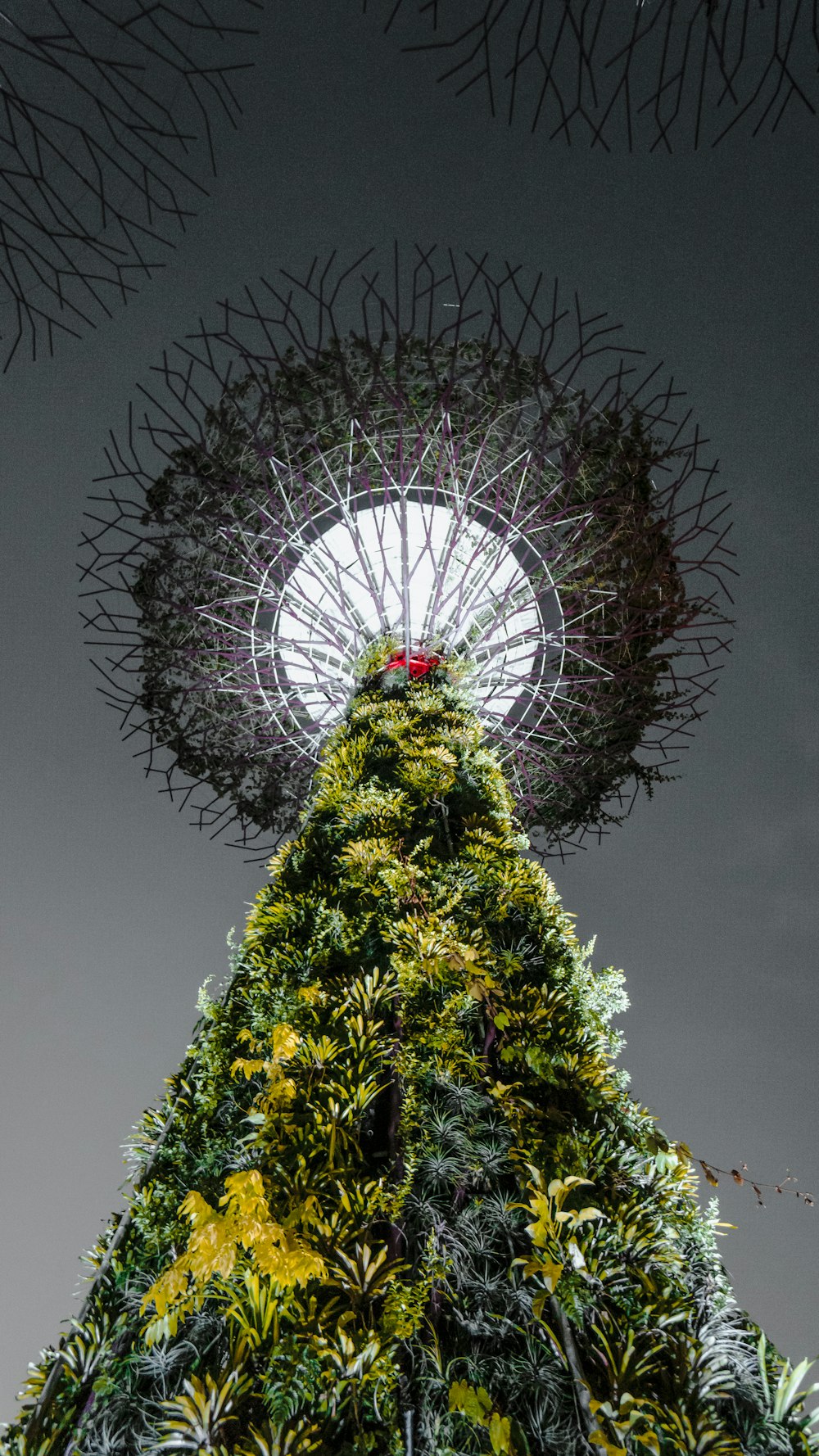 low angle photography of green tree with light