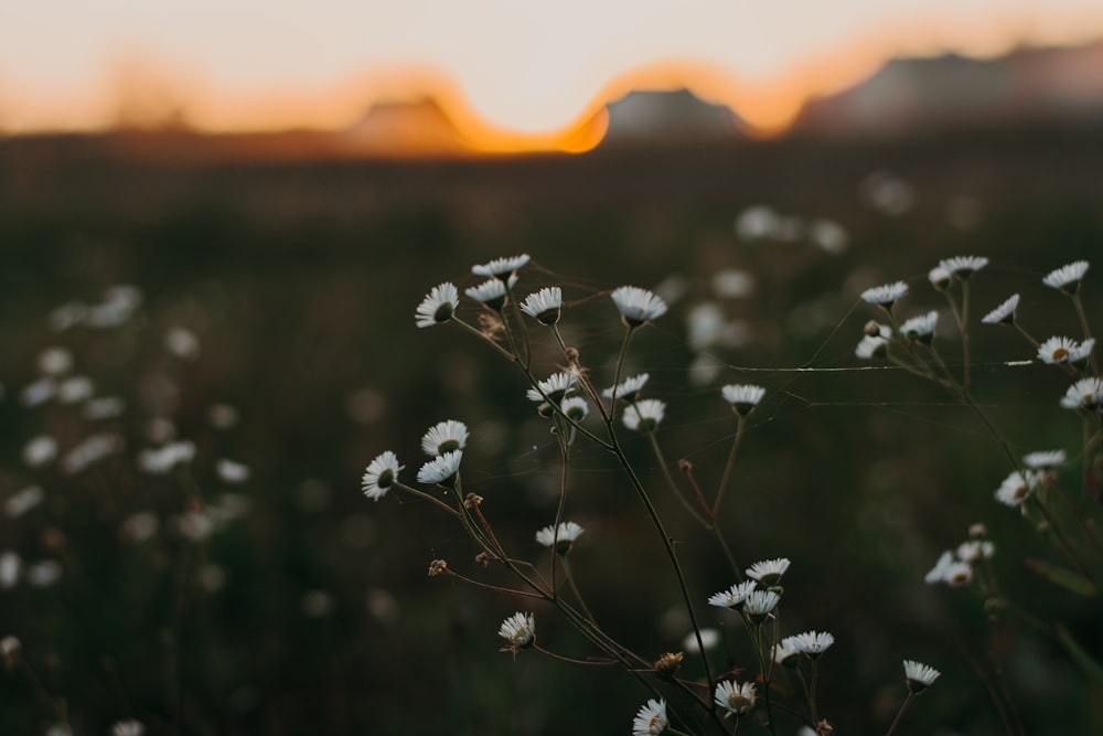 yellow daisy flowers during sunset