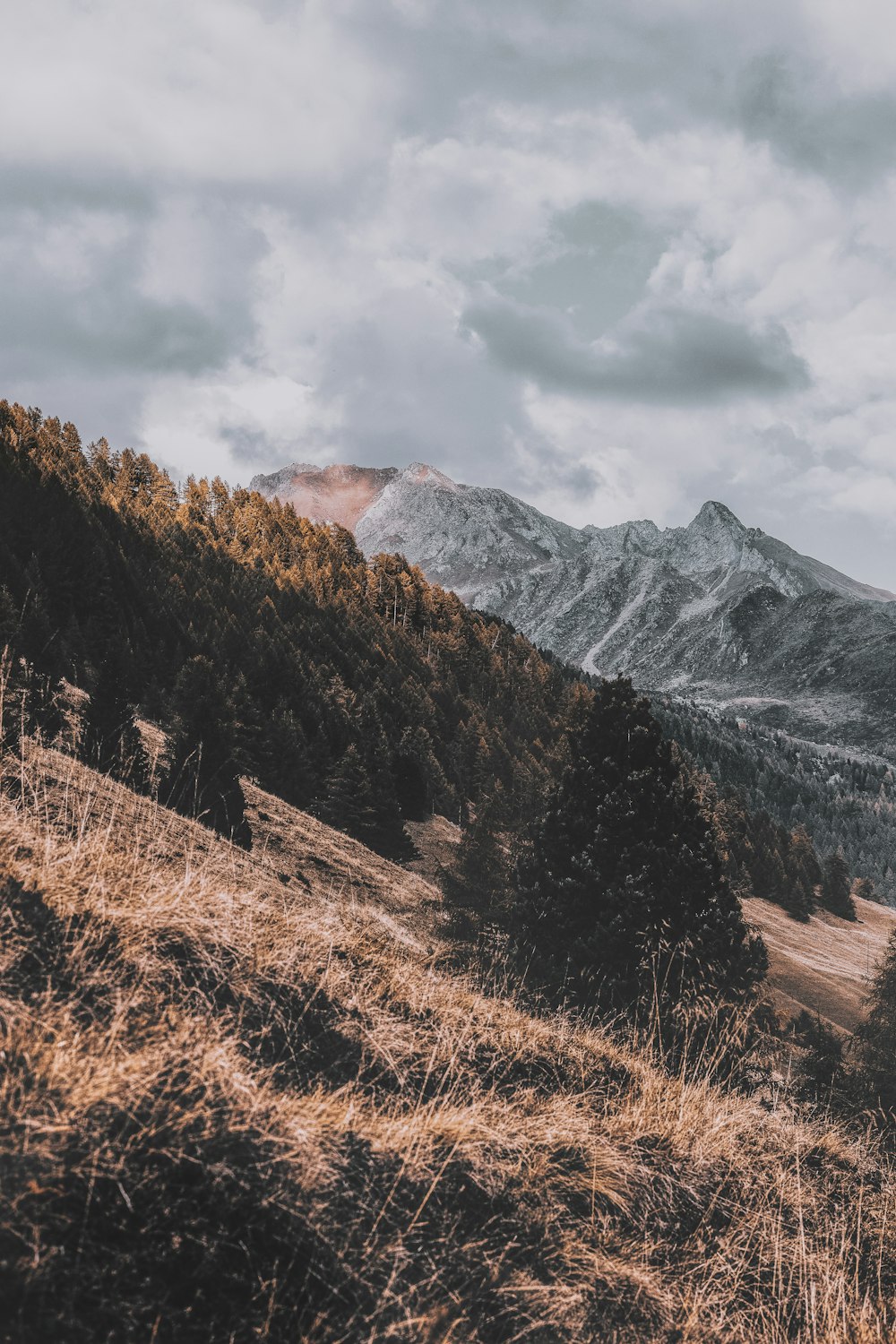 green trees on mountain