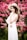 woman wearing dress standing beside pink flowers