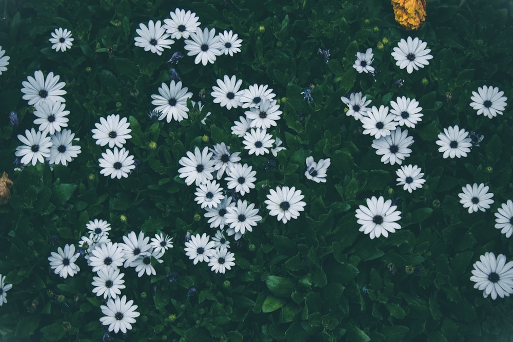 white flowers blooming