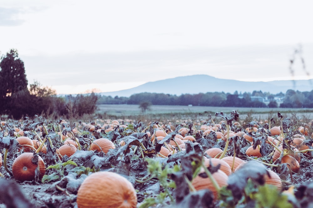 citrouilles sur le sol