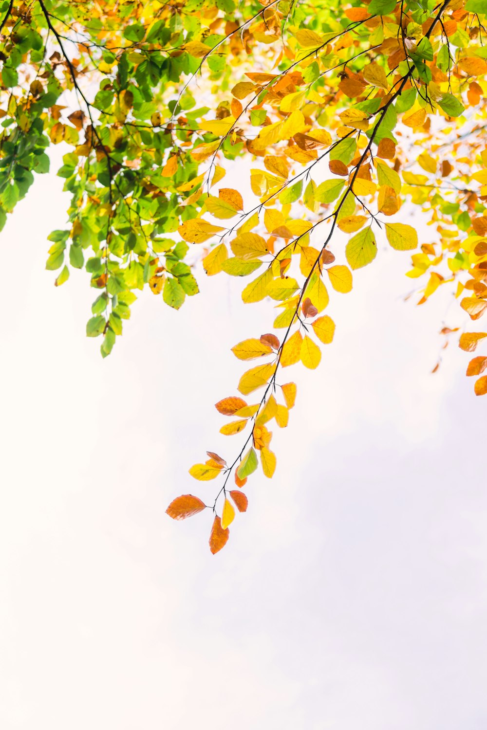 yellow and green leaf plant