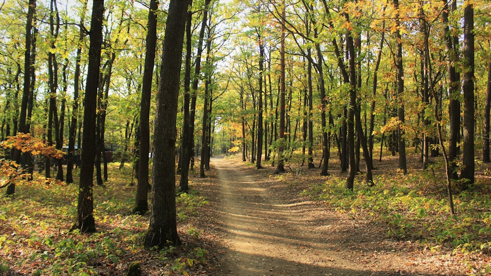 pathway surrounded with trees at daytime