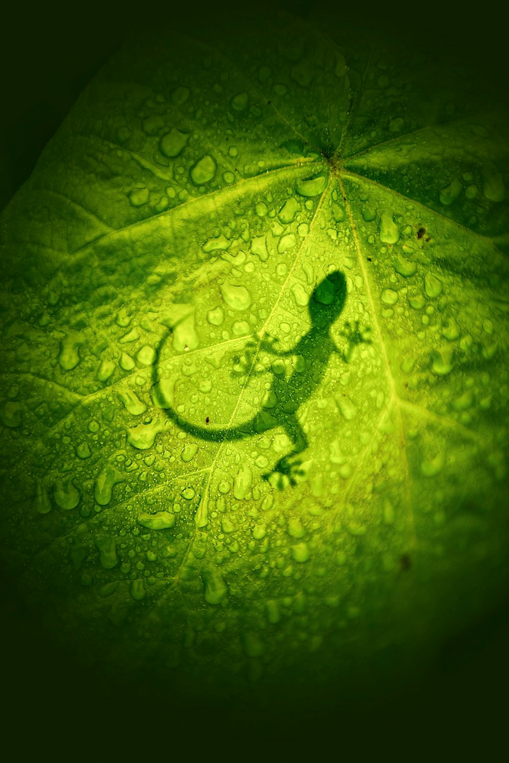 lizard on leaf