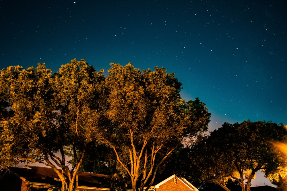 green leafed trees during nighttime